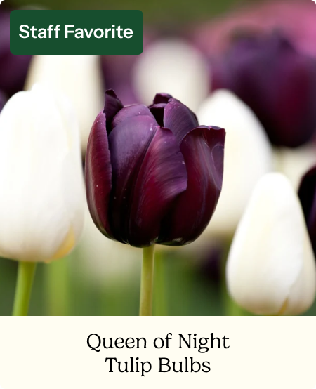 Tulip Bulbs - Queen of Night