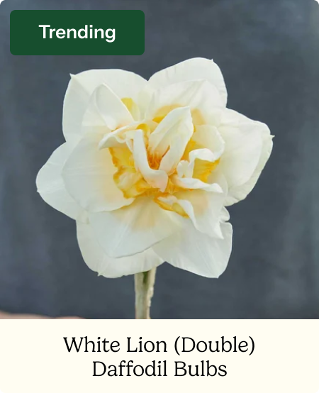 Daffodil Bulbs (Double) - White Lion