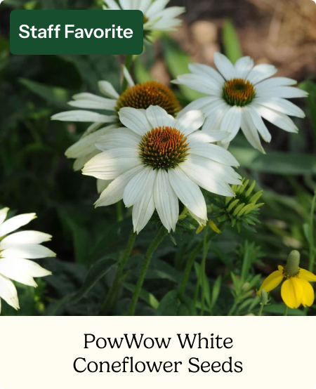 Coneflower Seeds - PowWow White