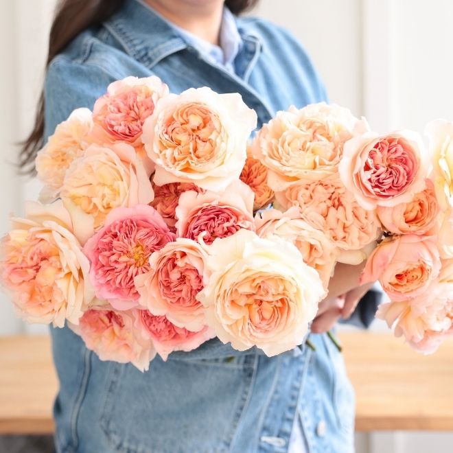 Cream garden roses resting against a pink sweater.