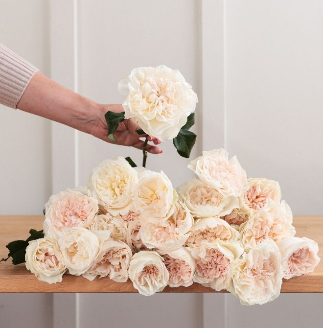 A single cream garden rose held above two dozen more spread across a wood table.