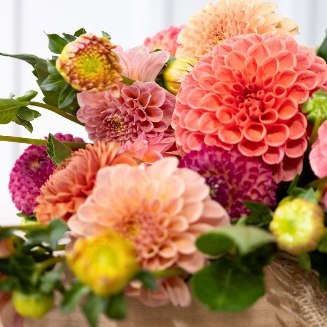 a pink and orange bouquet of Dahlias resting on wooden table