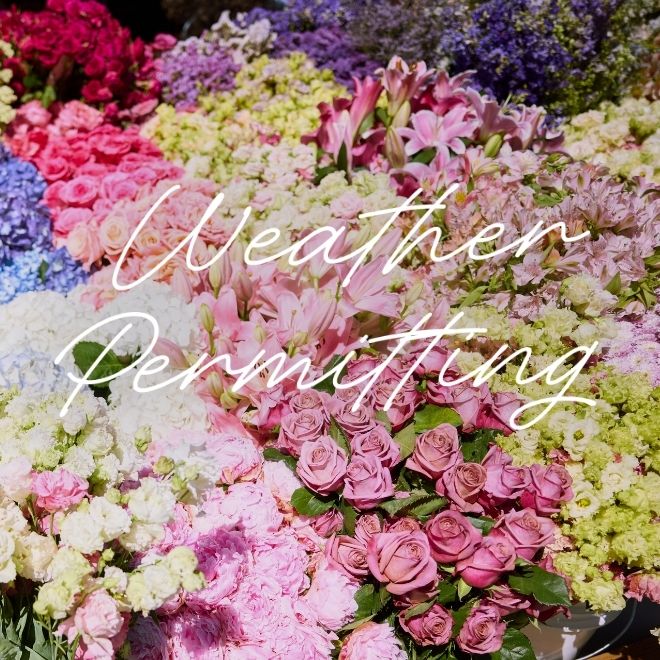 Weather Permitting. Buckets of roses, hydrangea, stock, and lilies packed side by side.