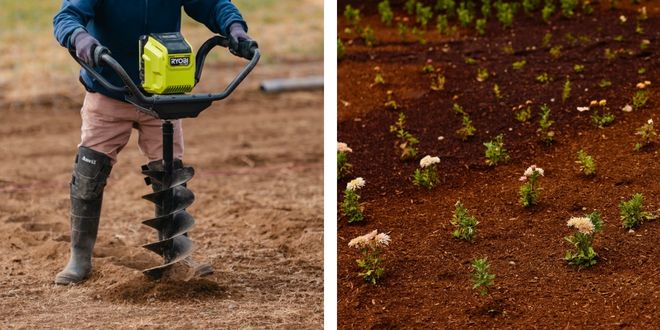 Left: someone drilling holes in a field with an auger. Right: rows of young plants and pale flowers in dark tilled soil.