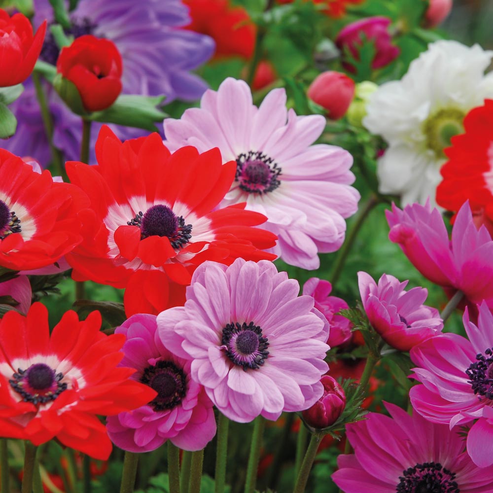 Anemone 'St Brigid'