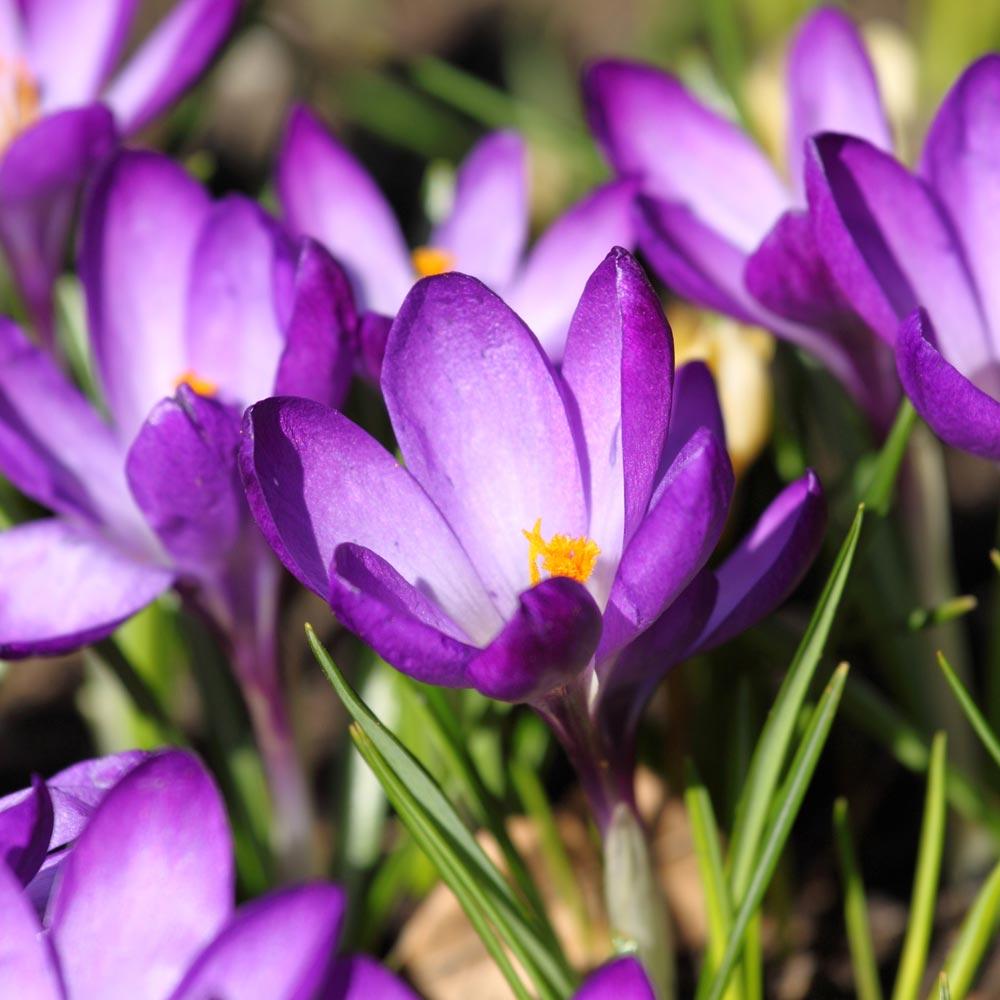 Crocus 'Ruby Giant'