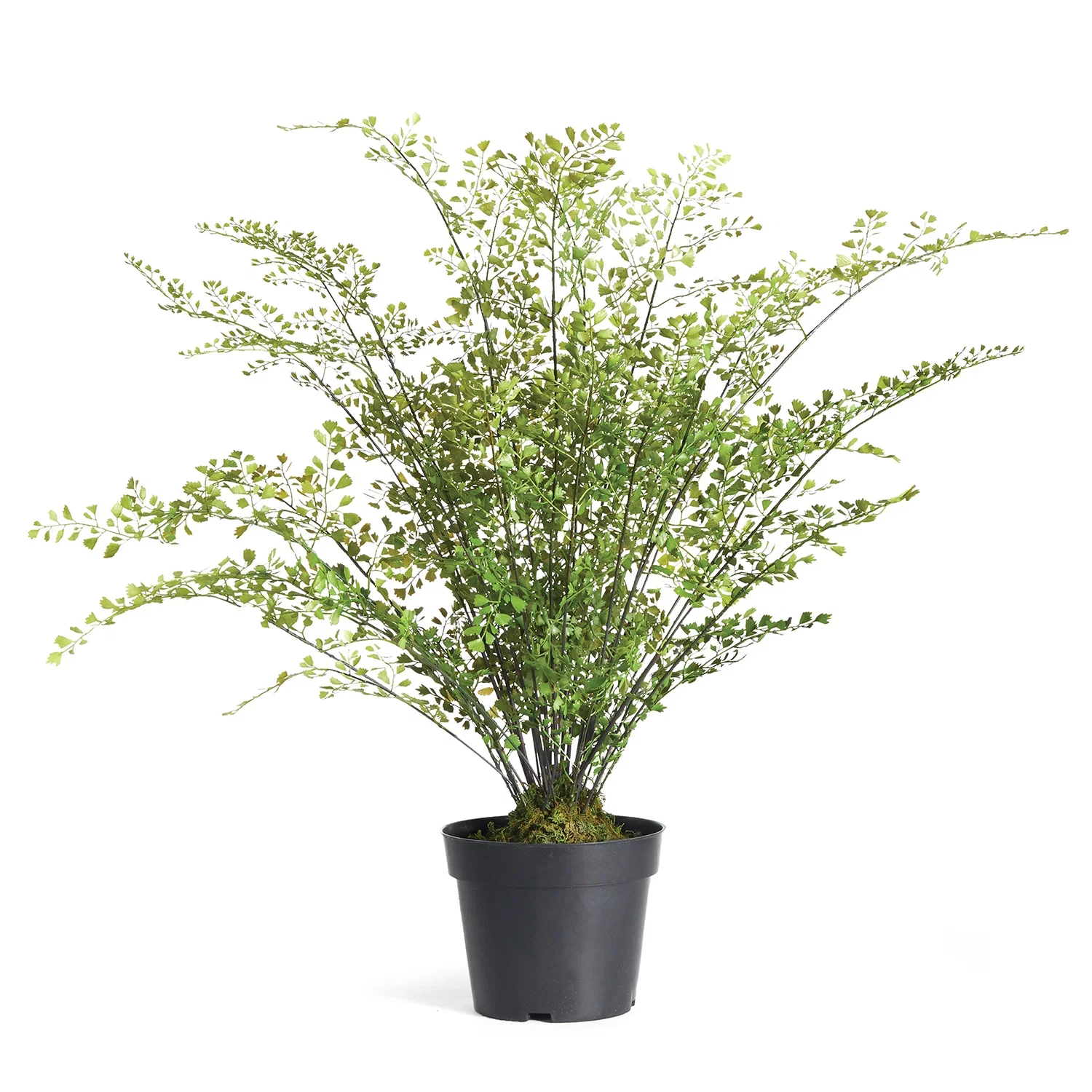 Image of Maidenhair Drop-In Faux Plant