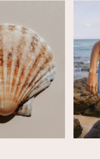 Seashell close up