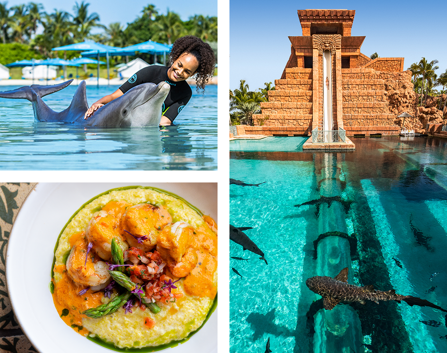 Grid featuring a trainer petting a dolphin, a Mayan temple water slide, and shrimp over grits.