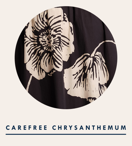 Carefree Chrysanthemum
