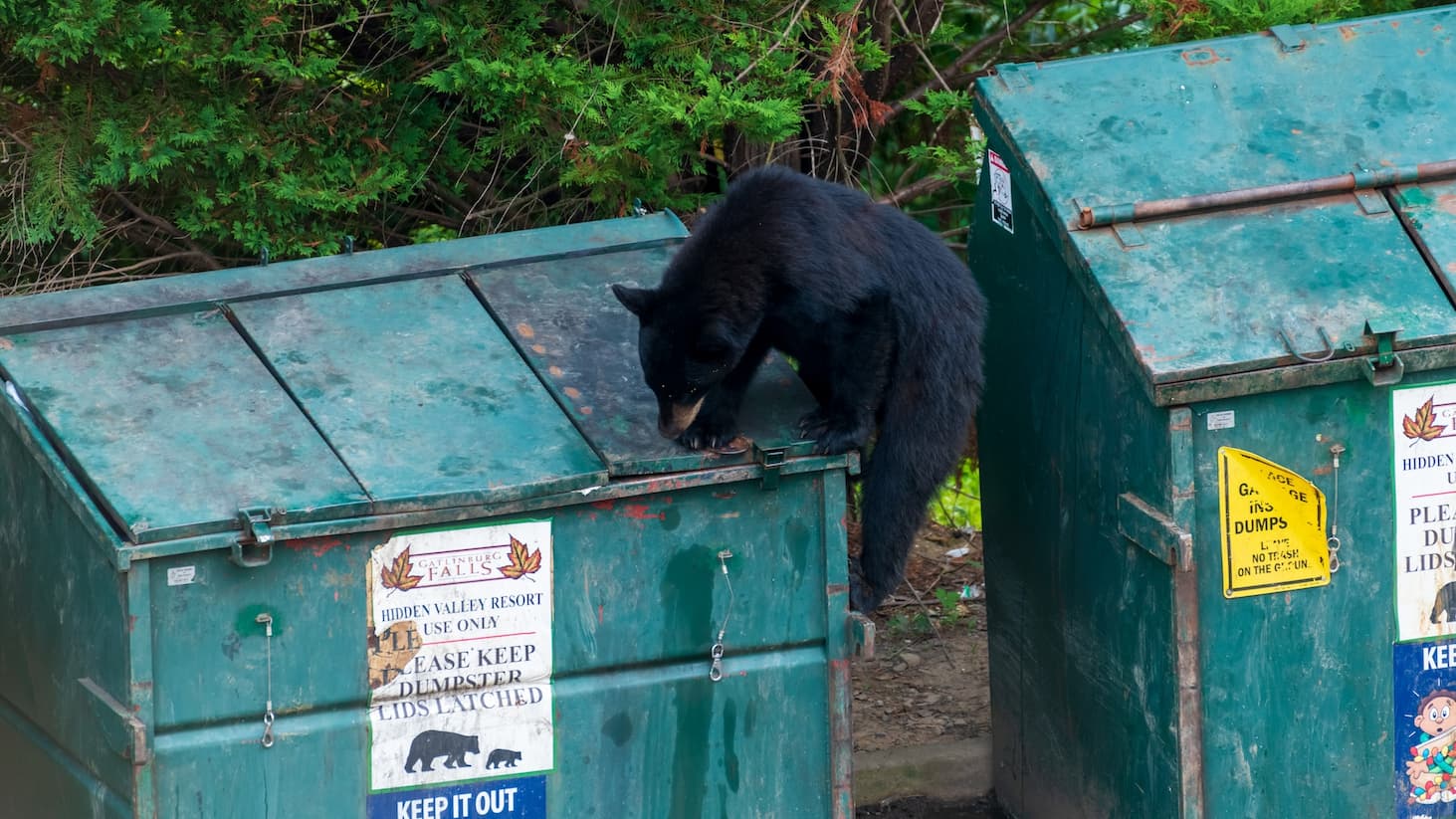 bear in dumpster