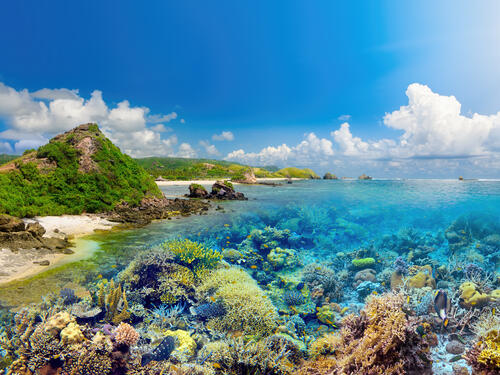 South Pacific Cruises