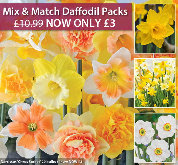 Beautiful Daffodils Mix & Match