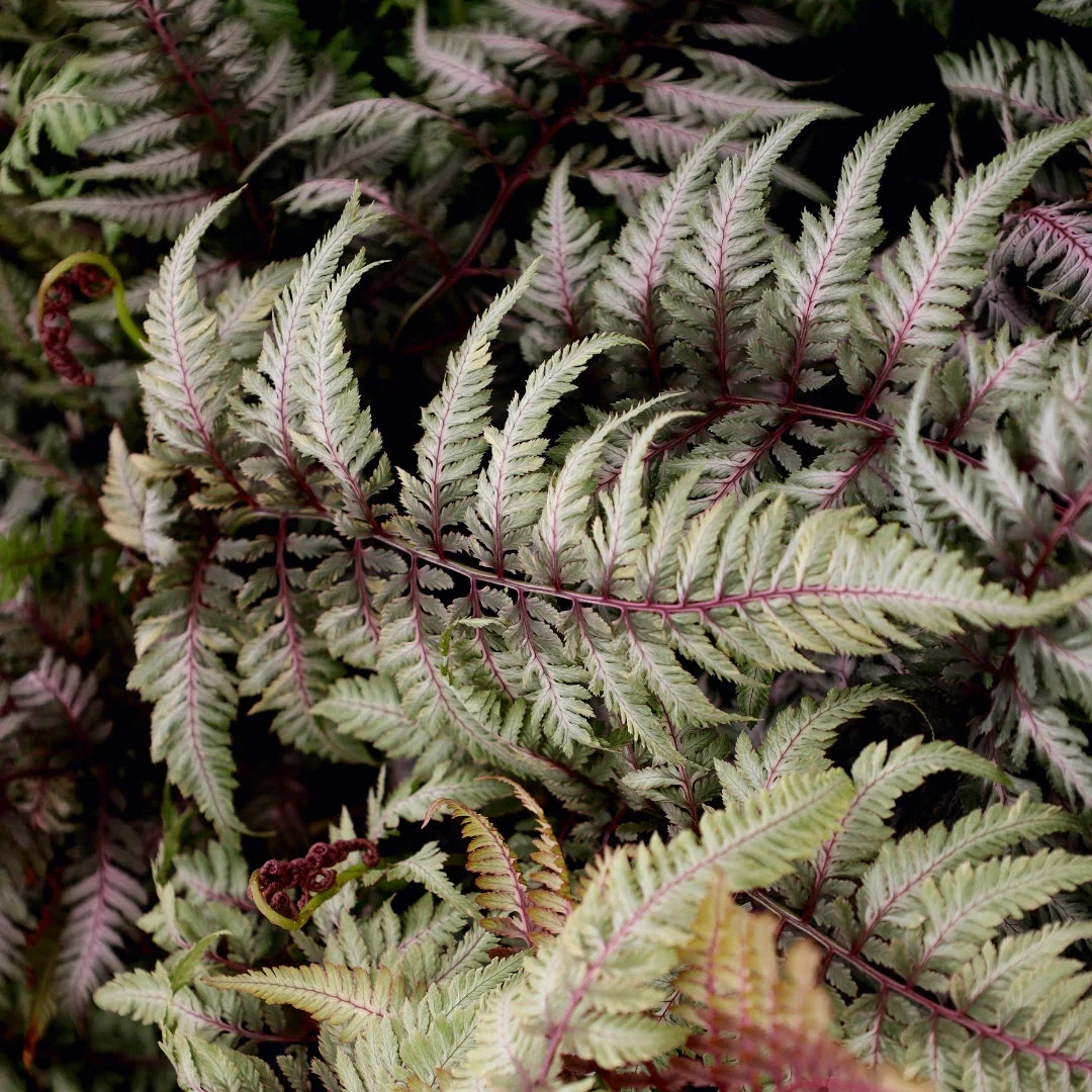Image of Japanese Painted Fern