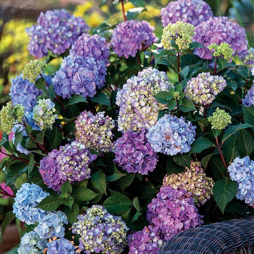 Image of Endless Summer® BloomStruck® Hydrangea