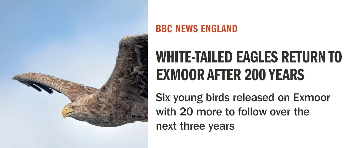 Detours | Young white-tailed eagles released on Exmoor | BBC News England