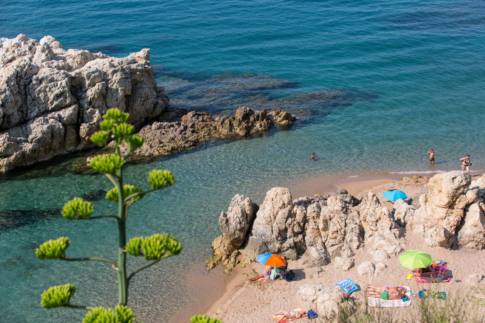 Rocky Mediterranean cove with turquoise water, sunbathers and colourful beach umbrellas, agave flower in foreground