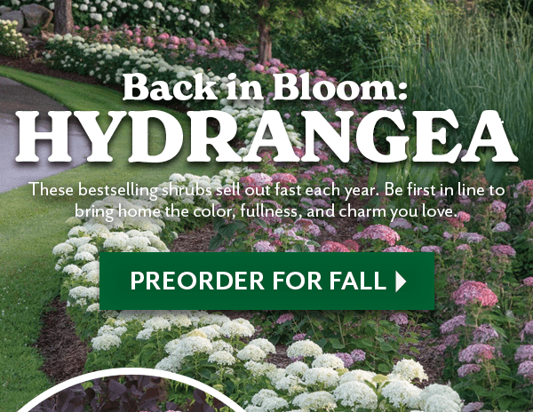 back in bloom: HYDRANGEA starting at $22.95
