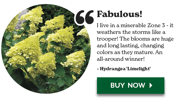 Fabulous! Hydrangea Limelight