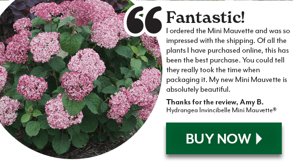 Invincibelle Mini Mauvette® Smooth Hydrangea