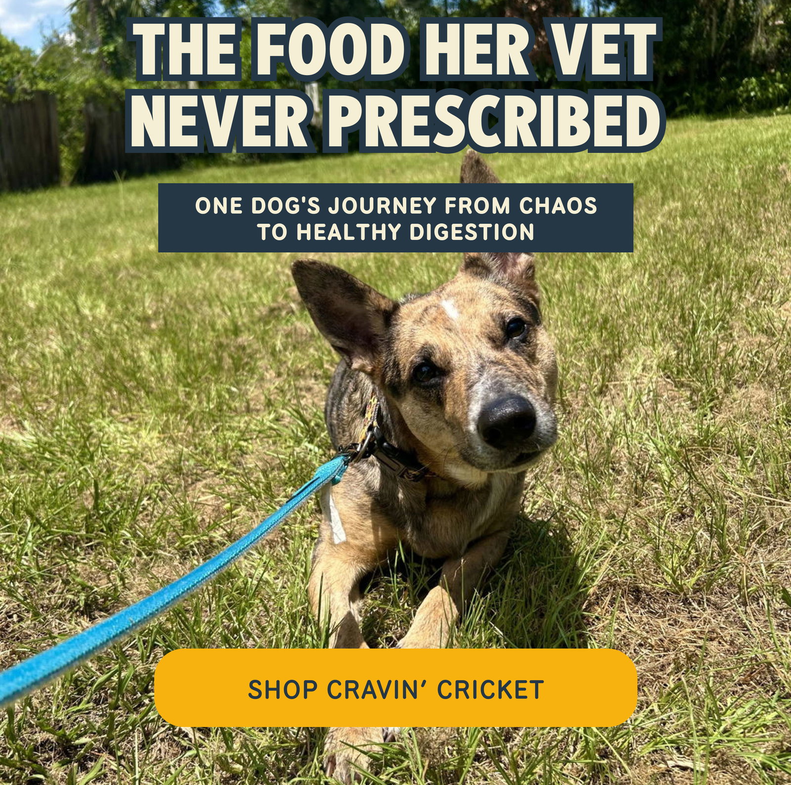 The food her vet never prescribed Shop Cravin’ Cricket