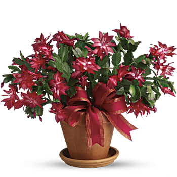 Merry Christmas Cactus