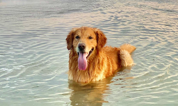 Dog Image