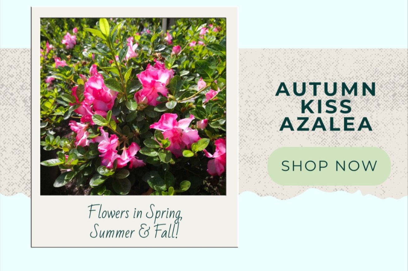 AUTUMN KISS AZALEA