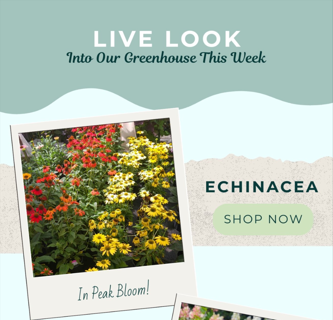 LIVE LOOK INTO THE GREENHOUSE: ECHINACEA