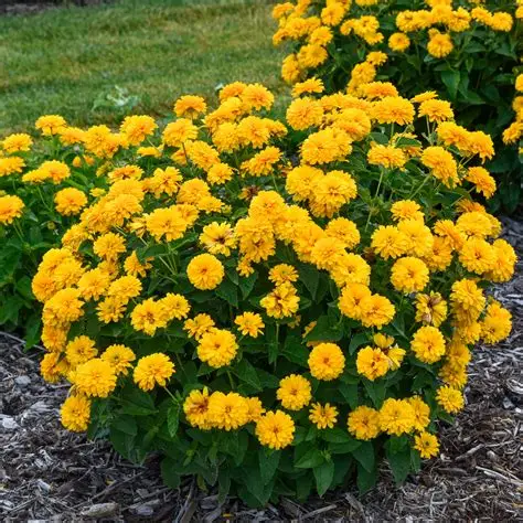 Rays for Days  Heliopsis