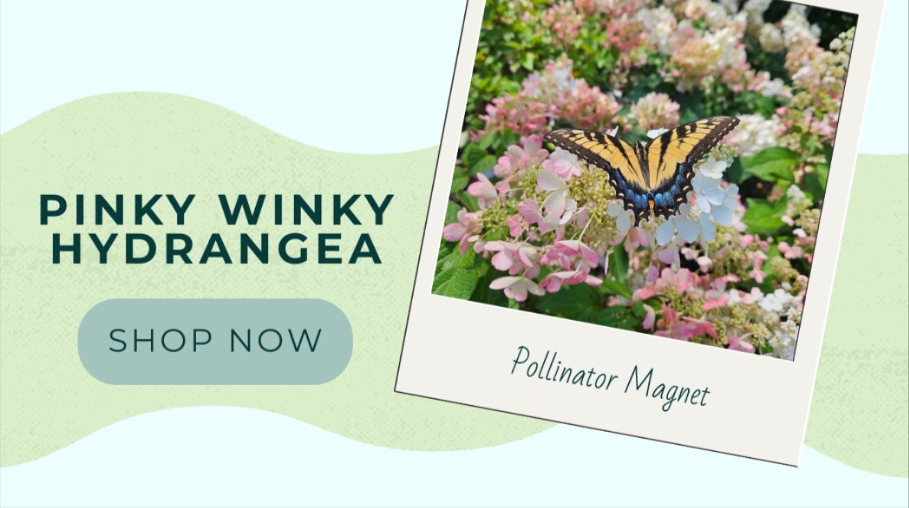 PINKY WINKY HYDRANGEA