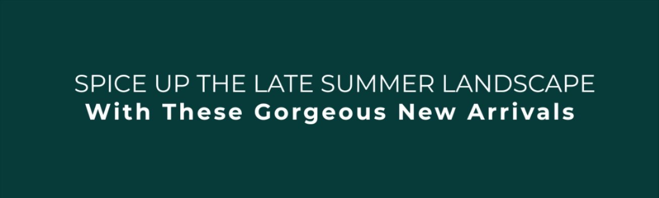 GORGEOUS NEW ARRIVALS