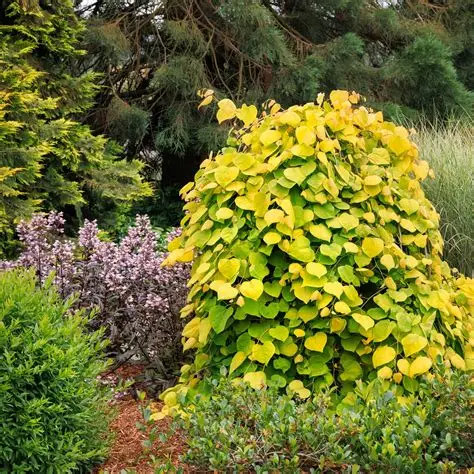 Golden Falls®  Redbud Tree