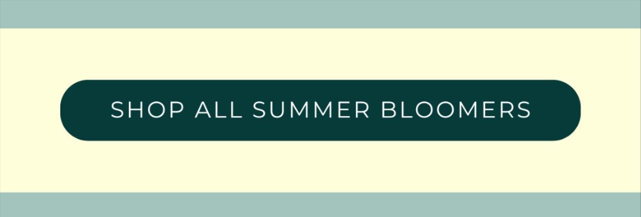 SHOP SUMMER BLOOMS