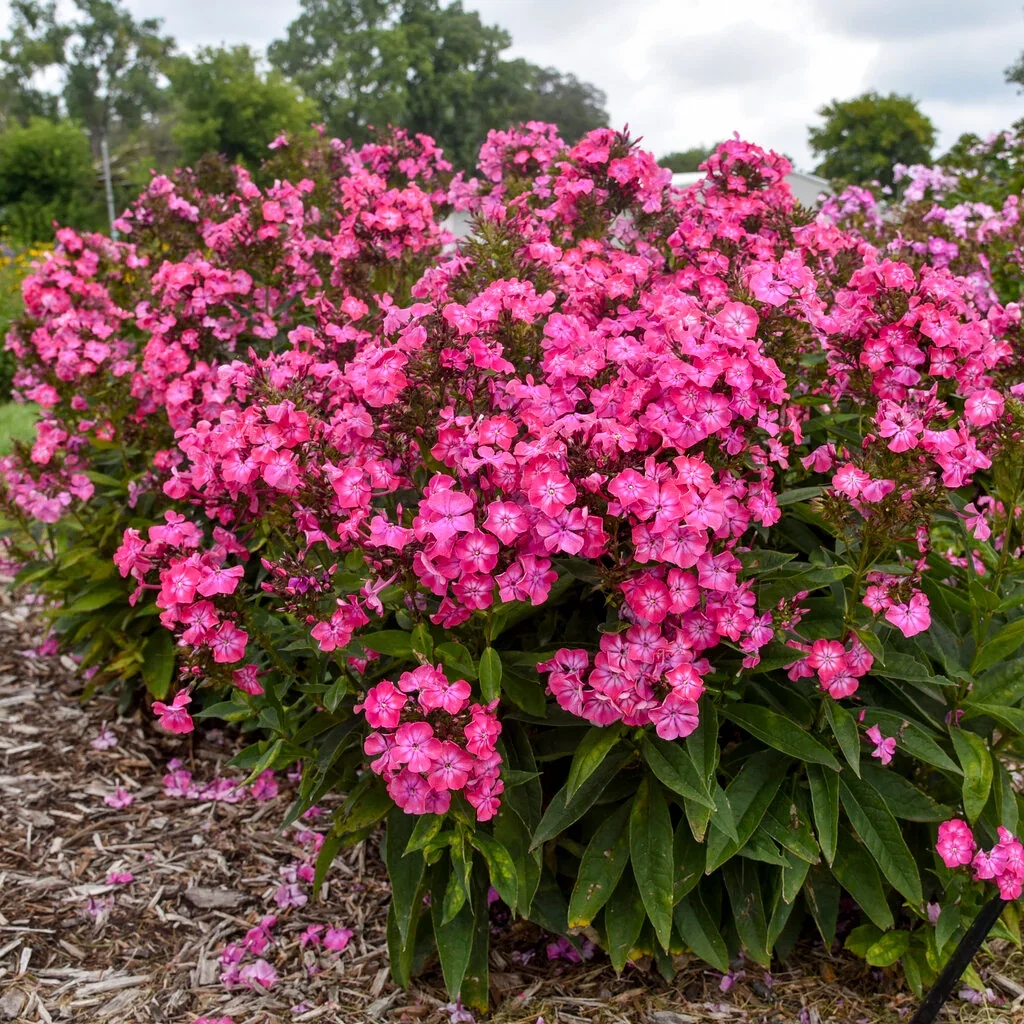 Luminary® Pink Lightning Tall Garden Phlox
