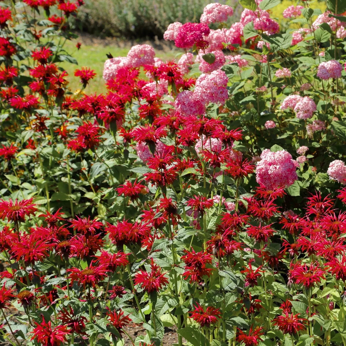Jacob Cline  Bee Balm