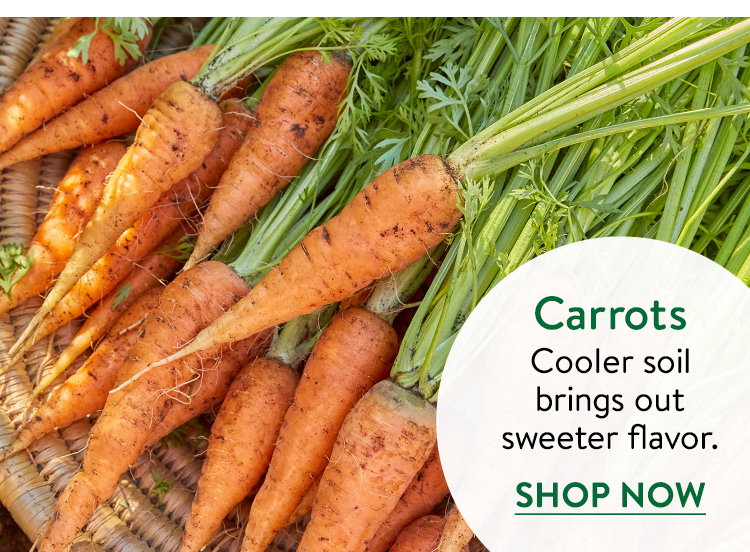 Carrot Seeds