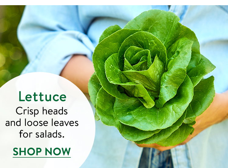 Lettuce Seeds