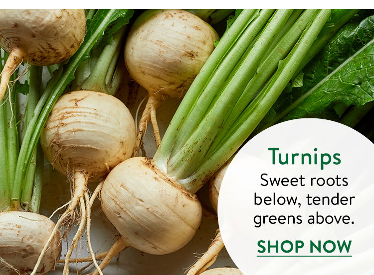 Turnip Seeds
