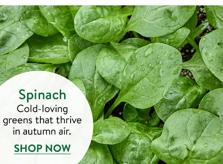 Spinach Seeds