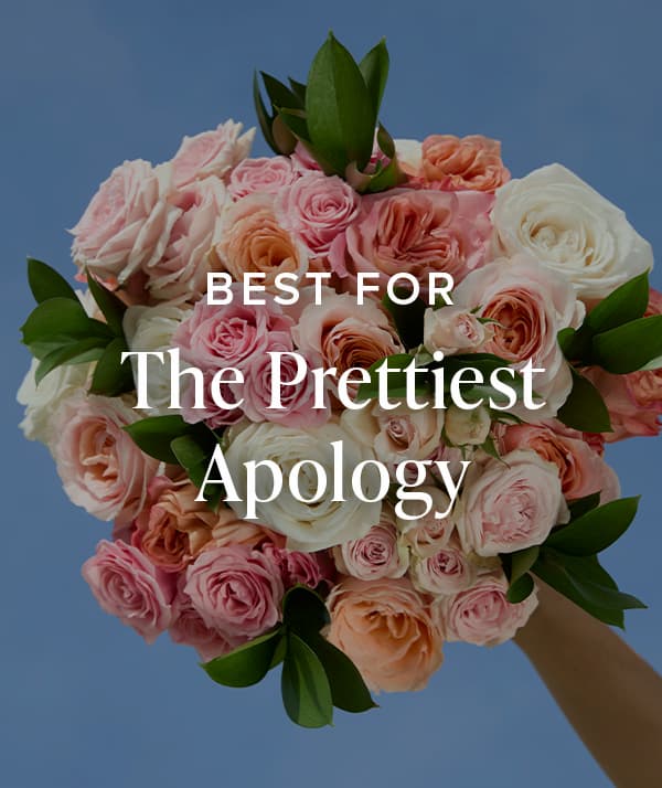 Best For The Prettiest Apology