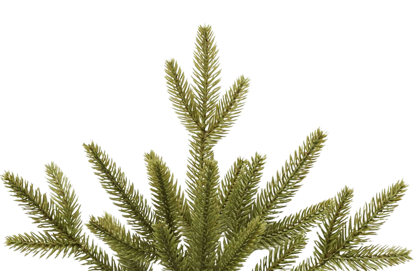A small fir tree with green needles, showcasing its conical shape and lush foliage against a neutral background.