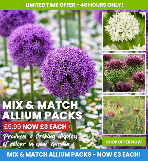 Allium Mix & Match