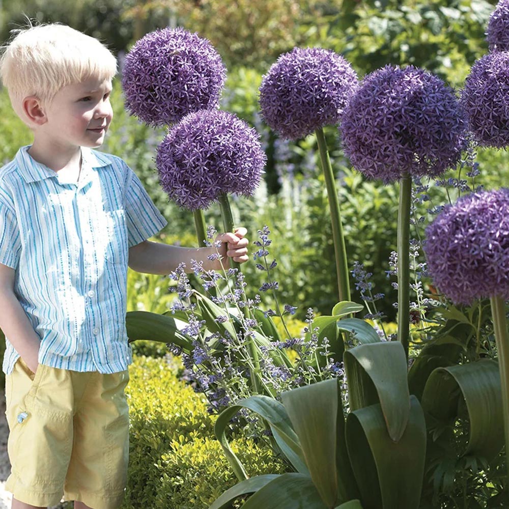 Allium 'Globemaster'