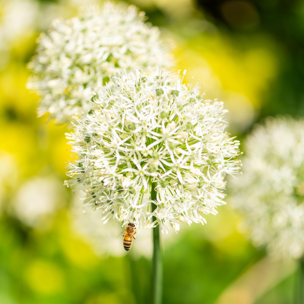 Allium 'Mount Everest'