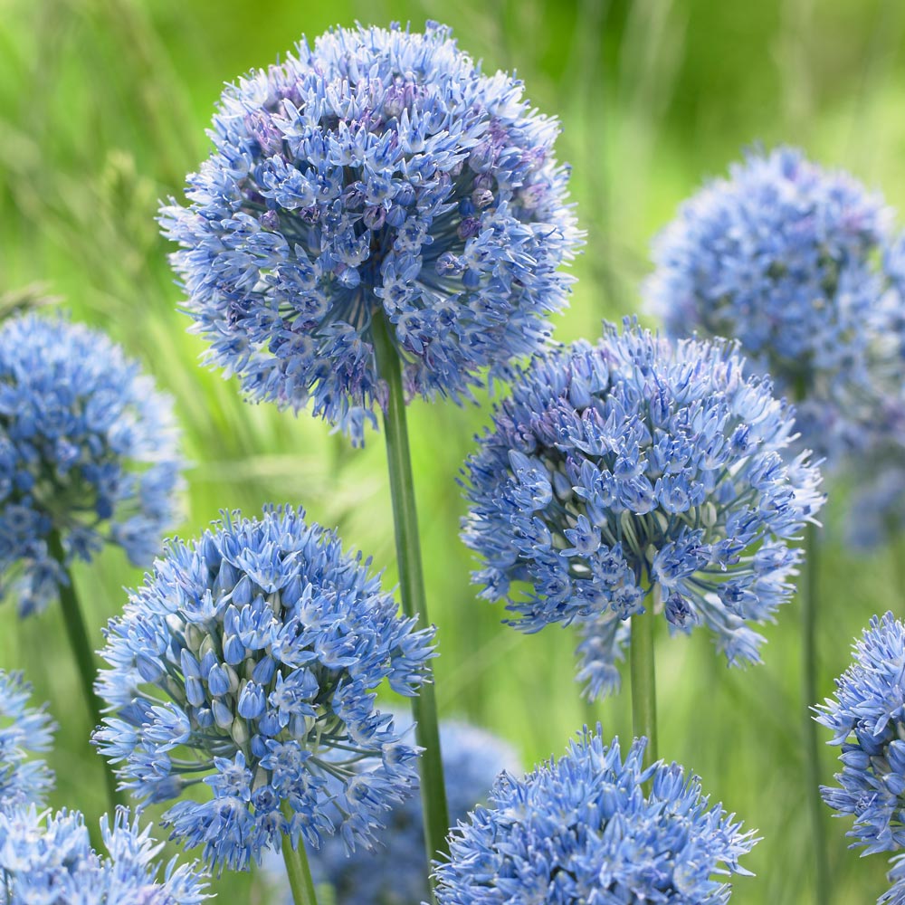 Allium caeruleum