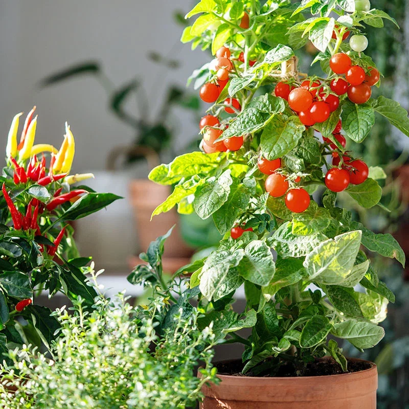 Tomato 'Micro Cherry' Seeds