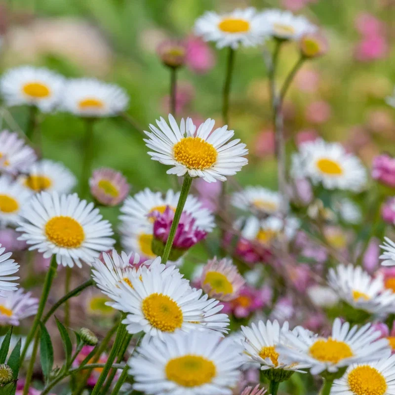 Erigeron karvinskianus - Seeds