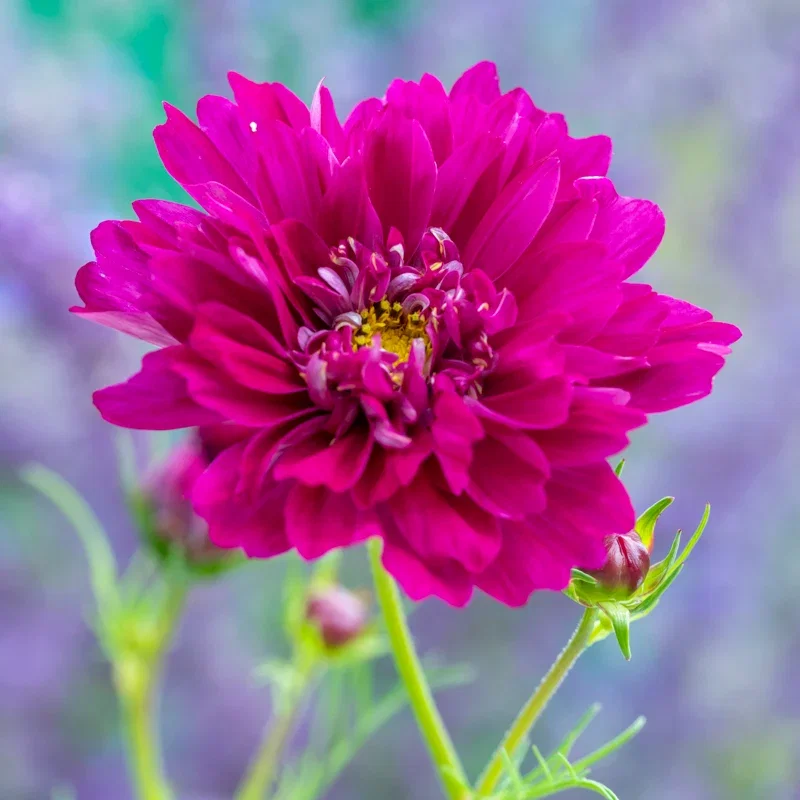Cosmos 'Double Click Cranberries' Seeds