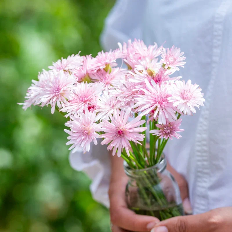 Crepis rubra Seeds